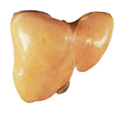 Imagem ilustrativa: Esteatose hepática
